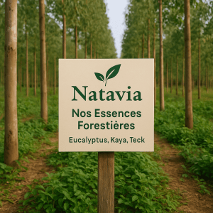 Nos Essences Forestières